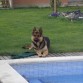 Cerca de la piscina, le encanta el agua !!